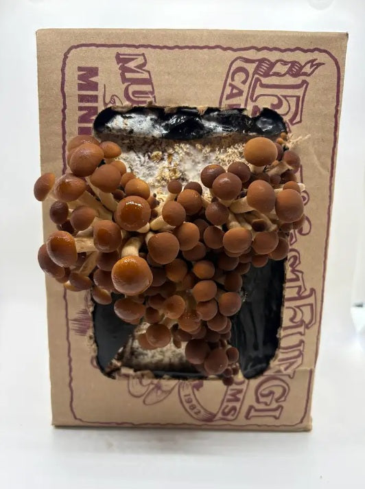 Pioppini Mushroom Mini-Farm Grow Kit