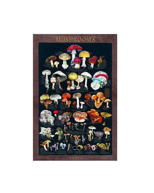 A vertical botanical art print titled 'Mushrooms' featuring numerous illustrated mushroom species arranged in rows on a dark background, framed by a brown border, shown against a plain white backdrop.