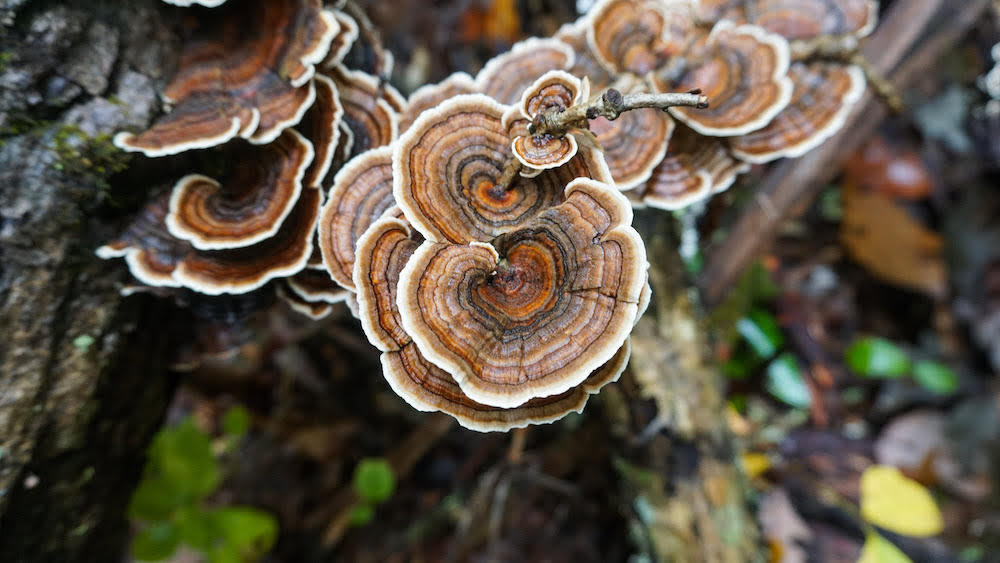 Close-up of turkey mushrooms growing on a tree trunk with a blurred background