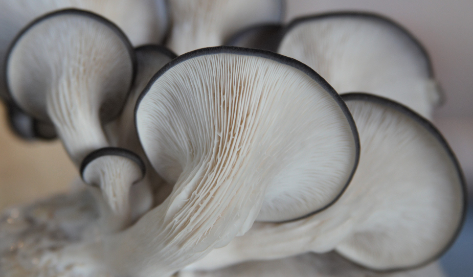 Close-up of a cluster of white mushrooms with dark gills.