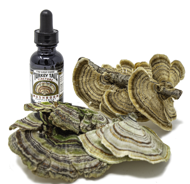 Turkey Tail Tincture