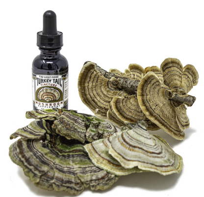 Turkey Tail Tincture
