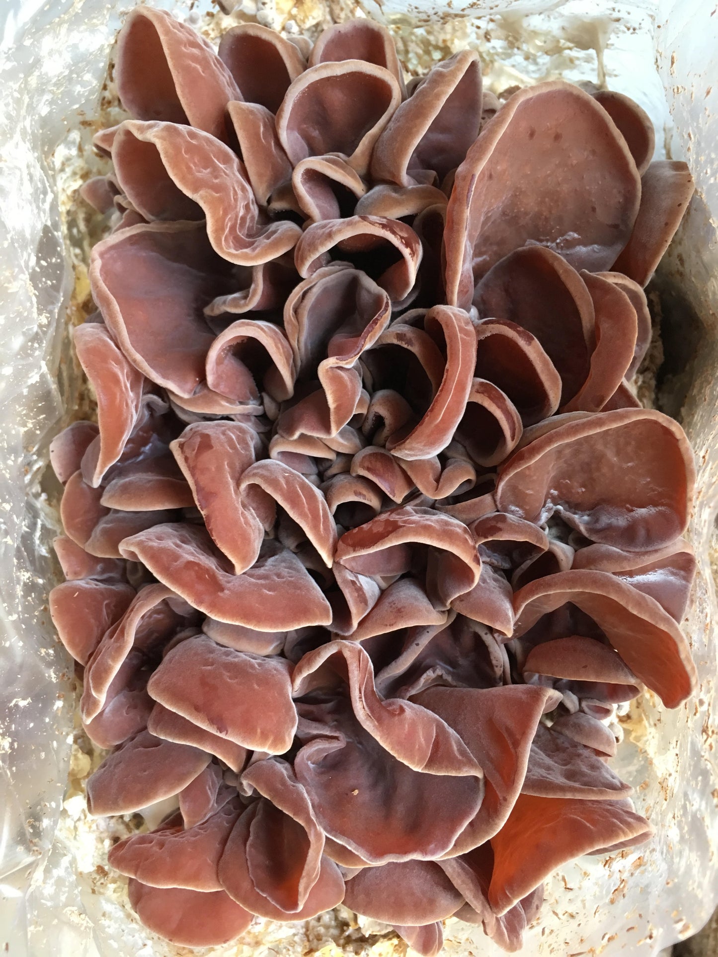 Dried CCOF Organic Wood Ear