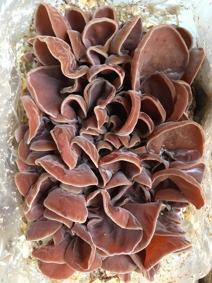 Dried CCOF Organic Wood Ear