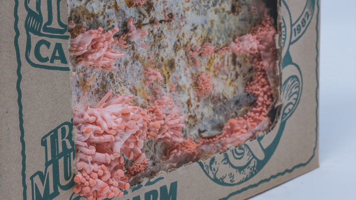 Mushroom Mini-Farm Grow Kits (Copy)