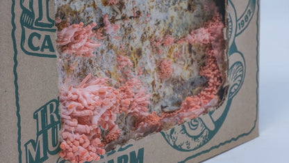 Pink Oyster Mushroom Mini-Farm Grow Kit
