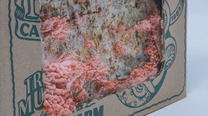 Pink Oyster Mushroom Mini-Farm Grow Kit