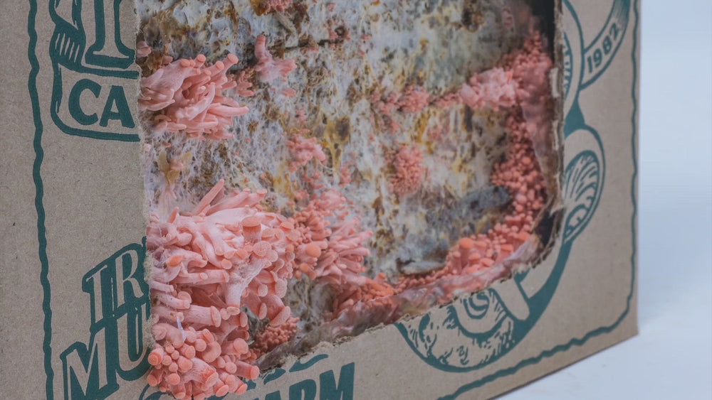 
                  
                    Load and play video in Gallery viewer, Pink Oyster Mushroom Mini-Farm Grow Kit
                  
                