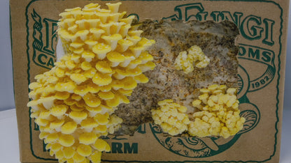 Yellow Oyster Mushroom Mini-Farm Grow Kit