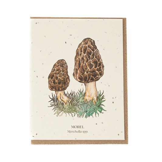 Morel Plantable Seed Card