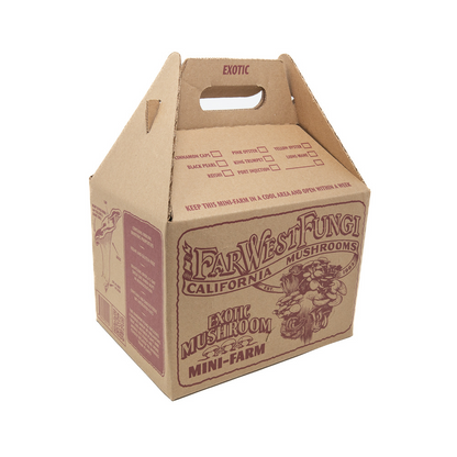 Yellow Oyster Mushroom Mini-Farm Grow Kit
