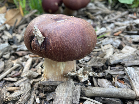 Wine Cap Spawn