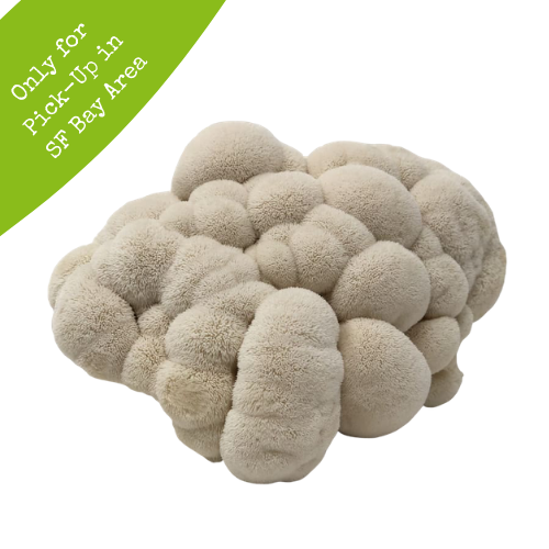 Fresh Lion's Mane 5lb Box