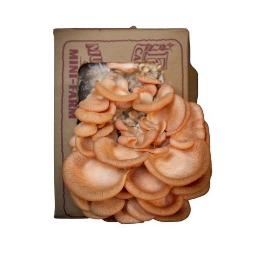 Pink Oyster Mushroom Mini-Farm Grow Kit