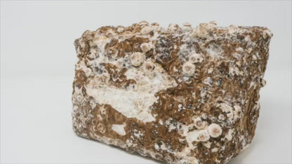 Shiitake Mushroom Mini-Farm Grow Kit