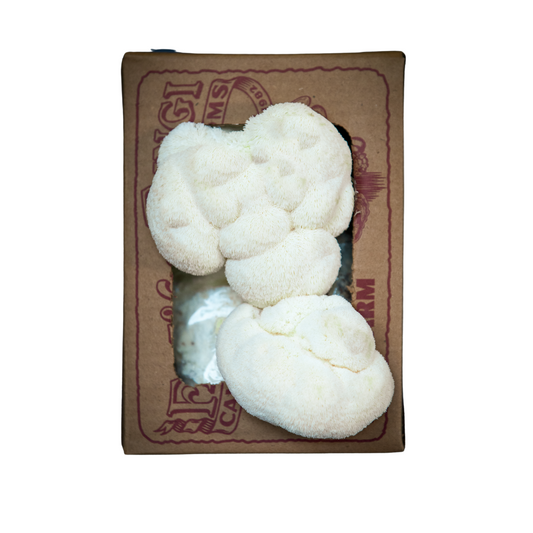 Lion's Mane Mushroom Mini-Farm Grow Kit
