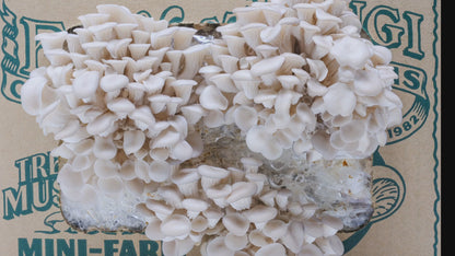 Tree Oyster Mushroom Mini-Farm Grow Kit