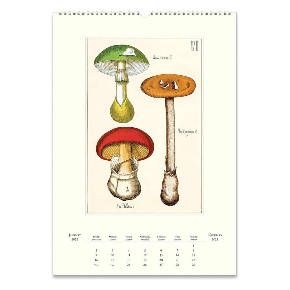 2024 Mushroom Wall Calendar Far West Fungi