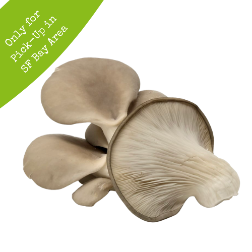 Fresh Tree Oyster 5lb Box