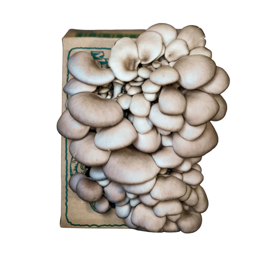 Tree Oyster Mushroom Mini-Farm Grow Kit
