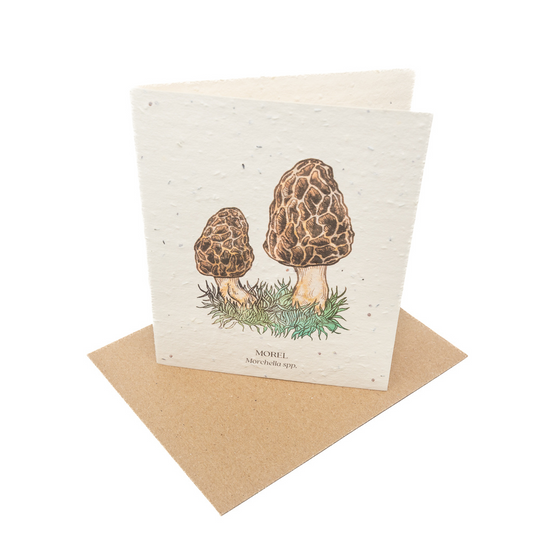 Morel Plantable Seed Card