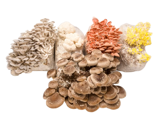 
                  
                    Mushroom Mini-Farm Grow Kits Variety Pack
                  
                