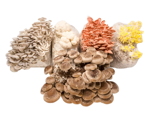
                  
                    Mushroom Mini-Farm Grow Kits Variety Pack
                  
                