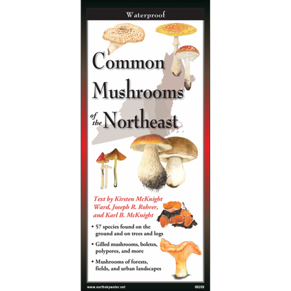 Common Mushrooms of Northeast