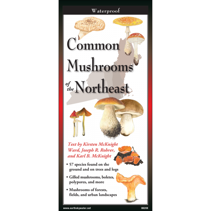 Common Mushrooms of Northeast