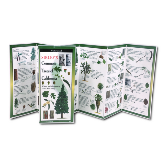 Common Trees of California
