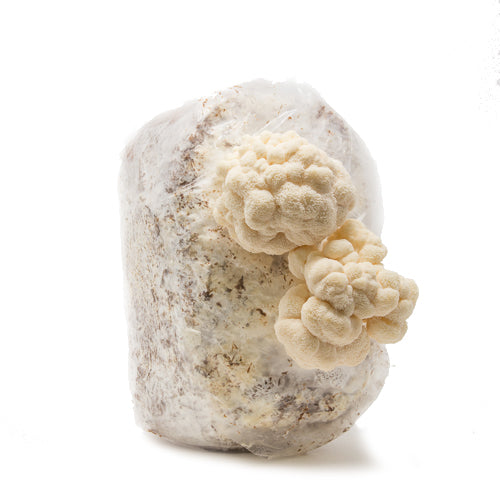 Lion's Mane Mushroom Mini-Farm Grow Kit