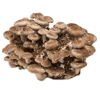 Shiitake Mushroom Mini-Farm Grow Kit