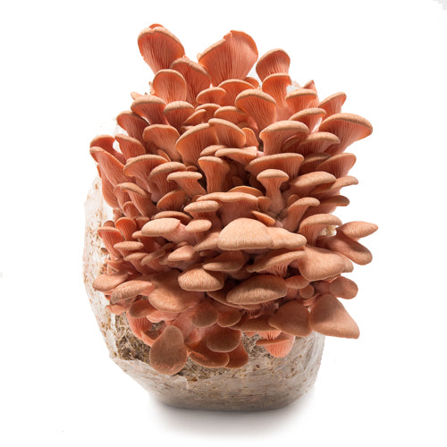 Pink Oyster Mushroom Mini-Farm Grow Kit