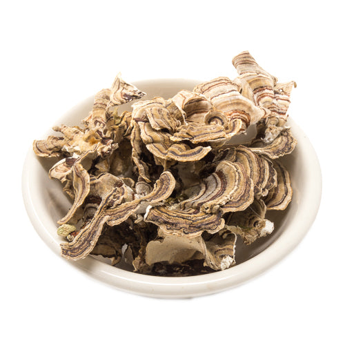 Dried Turkey Tail