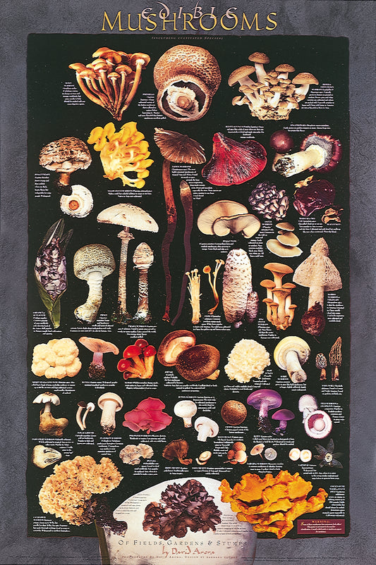 Cultivated Mushrooms Poster