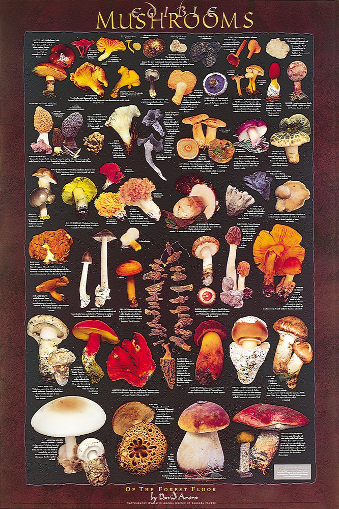 Forest Floor Poster
