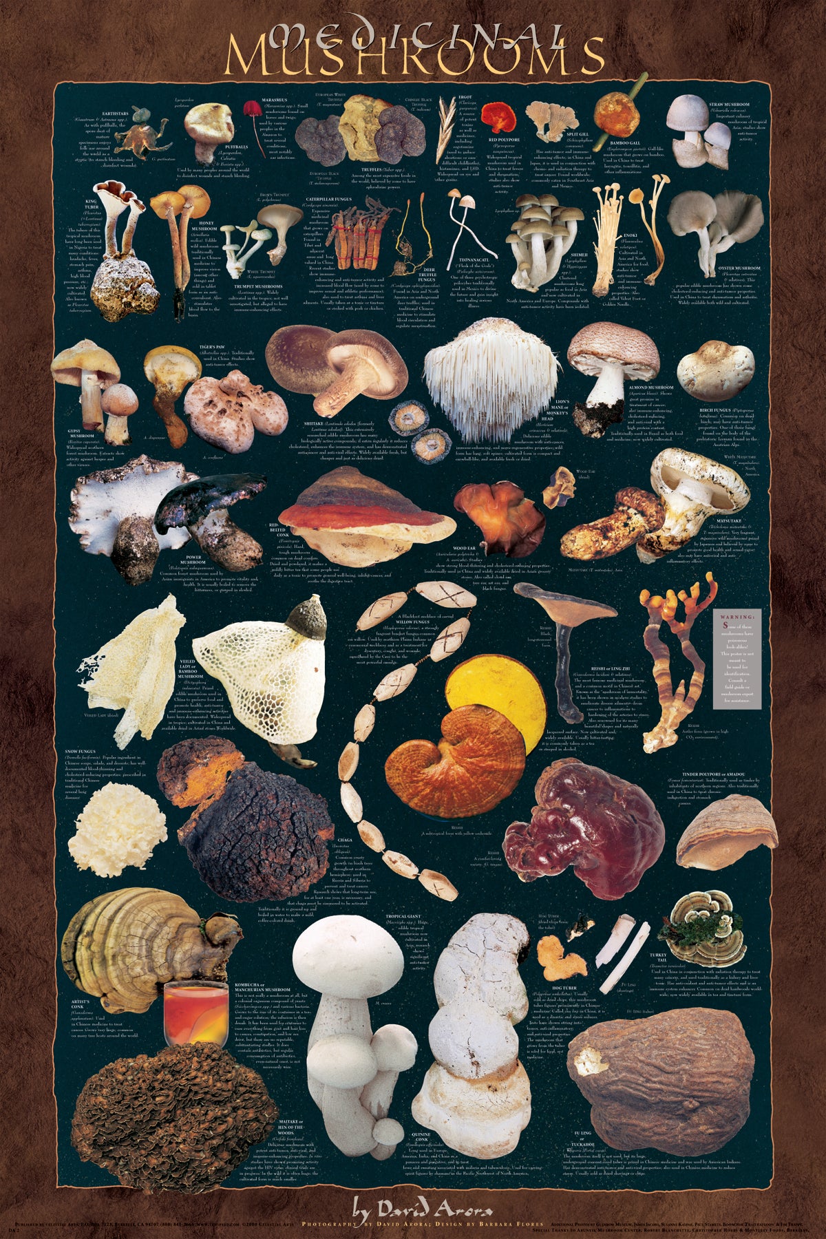 Medicinal Mushroom Poster