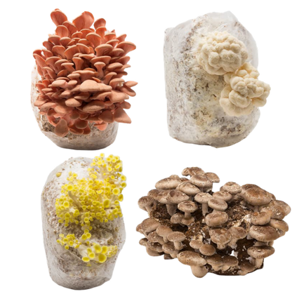 Mushroom Mini-Farm Grow Kits Variety 4 Pack