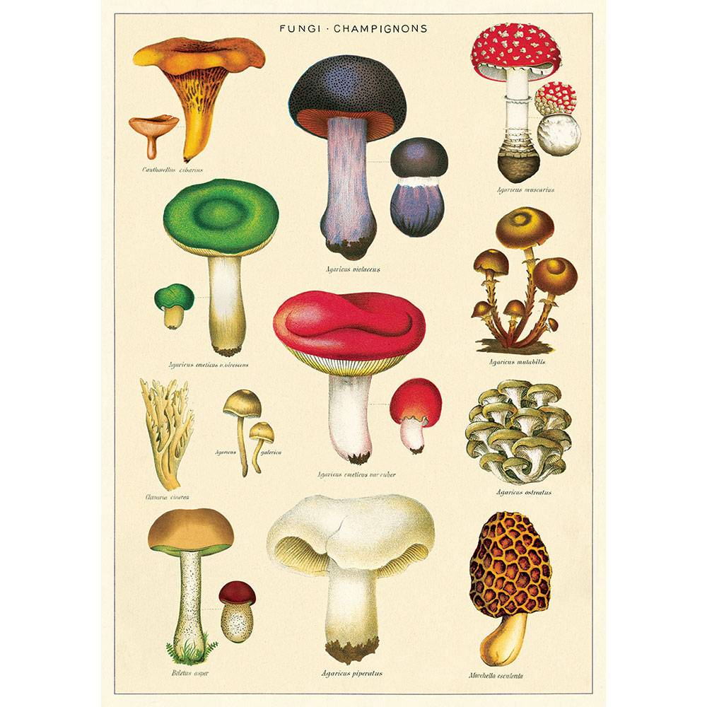 Fungi Champignons Poster