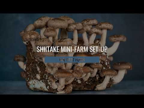 
                  
                    Load and play video in Gallery viewer, Shiitake Mushroom Mini-Farm Grow Kit
                  
                