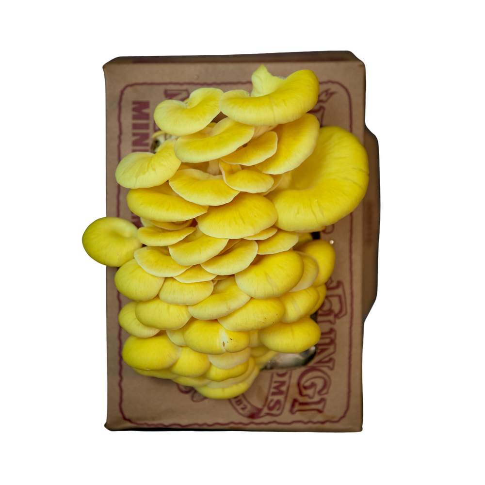 Yellow Oyster Mushroom Mini-Farm Grow Kit
